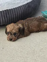 Maggie, a female Miniature Dachshund for sale in Middleville, MI – 7 of 10