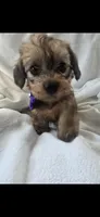 Maggie, a female Miniature Dachshund for sale in Middleville, MI – 2 of 10