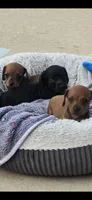 Maizy, a female Miniature Dachshund for sale in Middleville, MI – 8 of 10