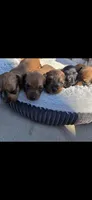 Milo, a male Miniature Dachshund for sale in Middleville, MI – 3 of 9