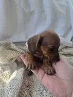 Maizy, a female Miniature Dachshund for sale in Middleville, MI – 9 of 10