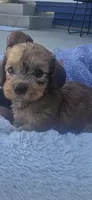 Maggie, a female Miniature Dachshund for sale in Middleville, MI – 5 of 10