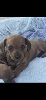 Millie, a female Miniature Dachshund for sale in Middleville, MI – 4 of 10