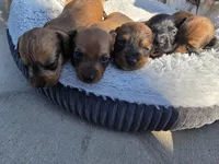 Maggie, a female Miniature Dachshund for sale in Middleville, MI – 10 of 10