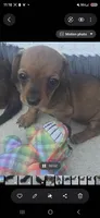 Maizy, a female Miniature Dachshund for sale in Middleville, MI – 10 of 10