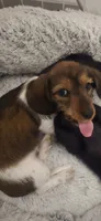 Milo, a male Miniature Dachshund for sale in Middleville, MI – 4 of 10