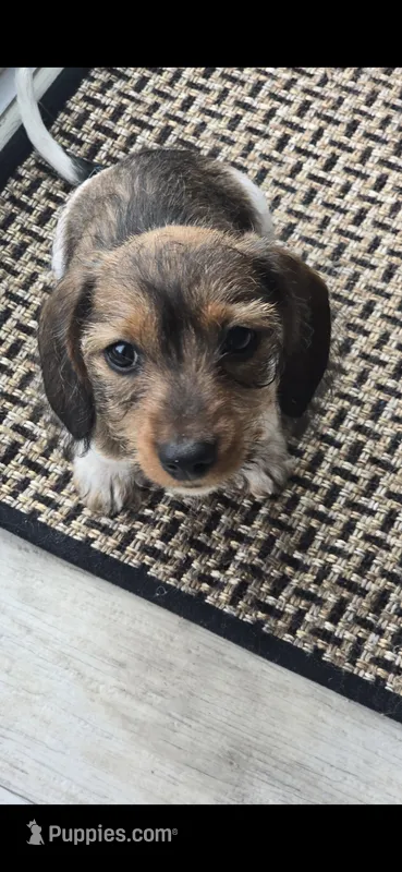Milo – Miniature Dachshund puppy for sale in Middleville, MI