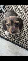 Milo, a male Miniature Dachshund for sale in Middleville, MI – 3 of 10