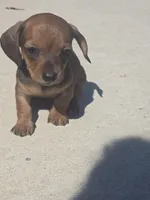 Millie, a female Miniature Dachshund for sale in Middleville, MI – 6 of 10