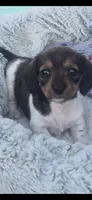 Milo, a male Miniature Dachshund for sale in Middleville, MI – 5 of 9