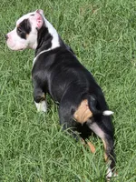 Roscoe, a male American Bully for sale in St. Louis, MO – 4 of 8