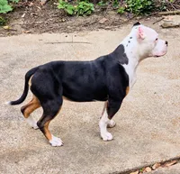 Roscoe, a male American Bully for sale in St. Louis, MO – 2 of 6