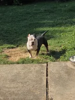 Mr. T, a male American Bully for sale in St. Louis, MO – 3 of 3