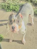 Roscoe, a male American Bully for sale in St. Louis, MO – 8 of 8