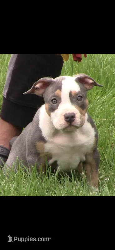 Ohana  – American Bully puppy for sale in St. Louis, MO