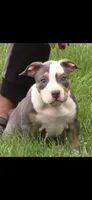 Ohana , a female American Bully for sale in St. Louis, MO – 1 of 8