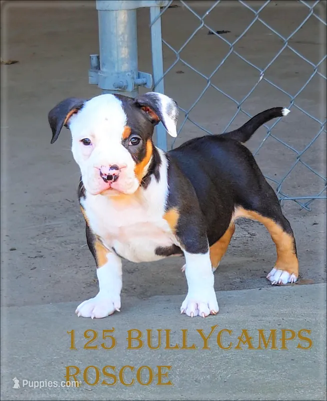 Roscoe – American Bully puppy for sale in St. Louis, MO