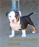 Roscoe, a male American Bully for sale in St. Louis, MO – 1 of 8