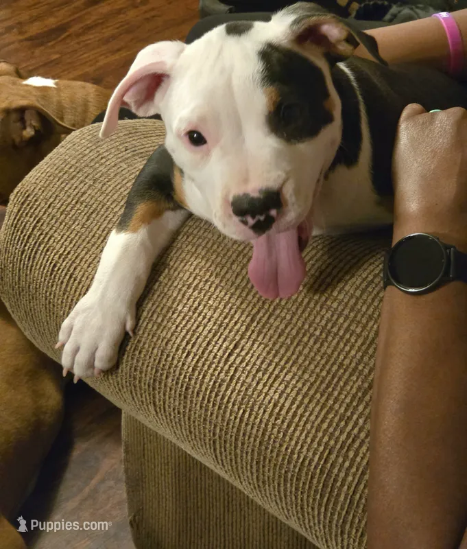 Roscoe – American Bully puppy for sale in St. Louis, MO