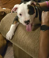 Roscoe, a male American Bully for sale in St. Louis, MO – 1 of 5