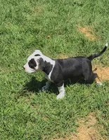 Roscoe, a male American Bully for sale in St. Louis, MO – 3 of 5