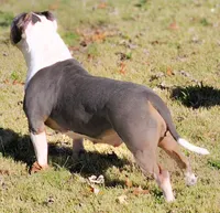 Roscoe, a male American Bully for sale in St. Louis, MO – 8 of 8