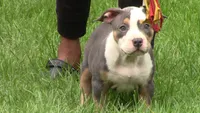 Ohana , a female American Bully for sale in St. Louis, MO – 2 of 8