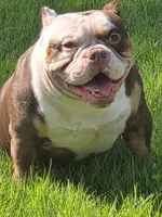 Roscoe, a male American Bully for sale in St. Louis, MO – 4 of 8