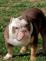Roscoe, a male American Bully for sale in St. Louis, MO – 5 of 8
