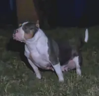 Roscoe, a male American Bully for sale in St. Louis, MO – 6 of 8