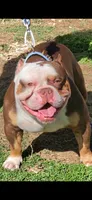 Ohana , a female American Bully for sale in St. Louis, MO – 7 of 8