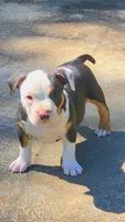 Roscoe, a male American Bully for sale in St. Louis, MO – 2 of 8