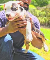 Roscoe, a male American Bully for sale in St. Louis, MO – 2 of 5