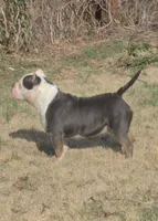 Mr. T, a male American Bully for sale in St. Louis, MO – 5 of 5