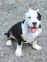 Roscoe, a male American Bully for sale in St. Louis, MO – 2 of 8