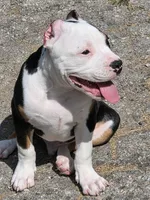 Roscoe, a male American Bully for sale in St. Louis, MO – 3 of 8