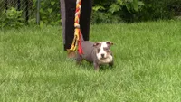 Ohana , a female American Bully for sale in St. Louis, MO – 3 of 8