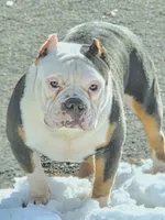 Mr. T, a male American Bully for sale in St. Louis, MO – 4 of 5