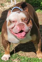 Roscoe, a male American Bully for sale in St. Louis, MO – 6 of 8