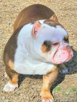 Roscoe, a male American Bully for sale in St. Louis, MO – 5 of 8