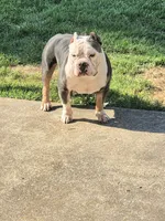 Mr. T, a male American Bully for sale in St. Louis, MO – 2 of 3