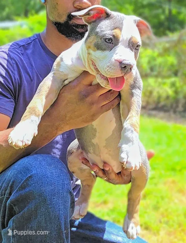 Ohana  – American Bully puppy for sale in St. Louis, MO