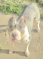 Roscoe, a male American Bully for sale in St. Louis, MO – 7 of 8