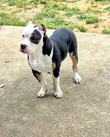Roscoe, a male American Bully for sale in St. Louis, MO – 3 of 6