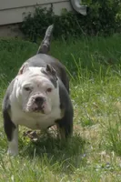 Mr. T, a male American Bully for sale in St. Louis, MO – 1 of 5