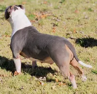 Roscoe, a male American Bully for sale in St. Louis, MO – 7 of 8