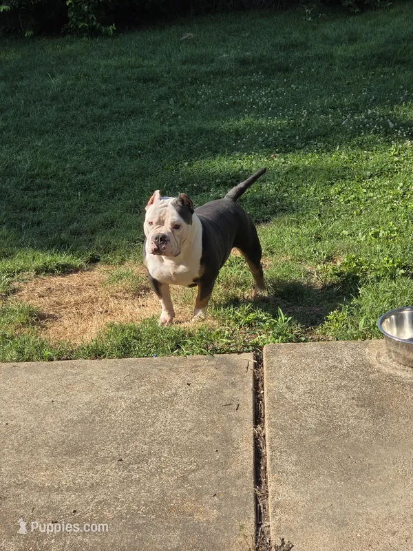Mr. T – American Bully puppy for sale in St. Louis, MO