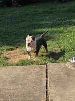 Mr. T, a male American Bully for sale in St. Louis, MO – 1 of 3
