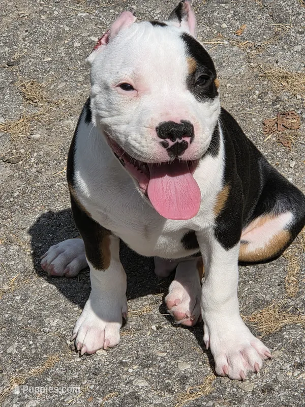 Roscoe – American Bully puppy for sale in St. Louis, MO