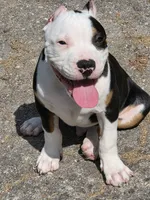 Roscoe, a male American Bully for sale in St. Louis, MO – 1 of 8